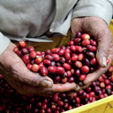 Inmaculada Pink Bourbon, Colombia