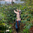 Inmaculada Pink Bourbon, Colombia