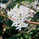 Inmaculada Pink Bourbon, Colombia