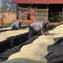 Kamwangi Peaberry, Kenya
