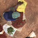 Karani Peaberry, Kenya