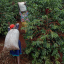 Karani Peaberry, Kenya