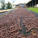 Mchana Estate, Kenya