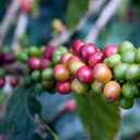 Credit: ©2010CIAT/NeilPalmer