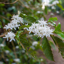 Yellow Catuaí, Capim Branco — Brazil
